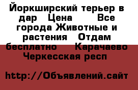 Йоркширский терьер в дар › Цена ­ 1 - Все города Животные и растения » Отдам бесплатно   . Карачаево-Черкесская респ.